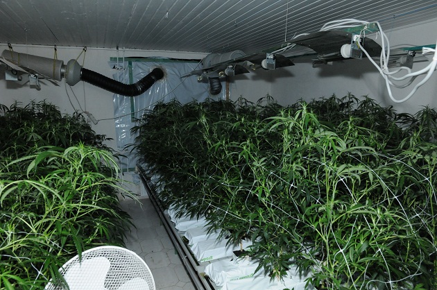 Entdeckte Cannabis-Plantage in Kisdorf, Foto: Polizei Segeberg