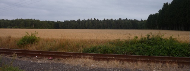 Vorne AKN-Gleise, hinten Wald, Jagdgebiet von Adler und Uhu unweit der Großgemeinde. 