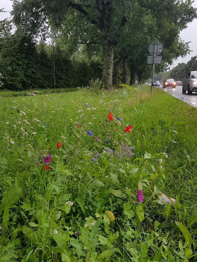 Blühstreifen an der Hamburger Straße