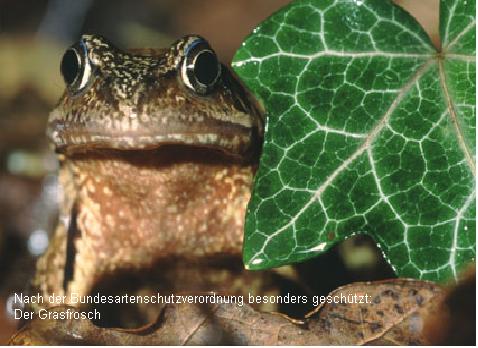 Bürgerpark: Grasfrosch vor dem Exitus