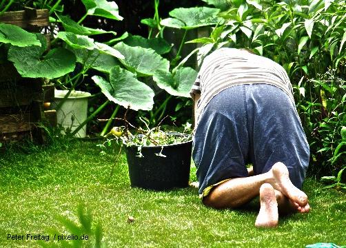 Am Sonnabend: Pflanzen-Tauschbörse beim Mehrgenerationenhaus Henstedt-Ulzburg