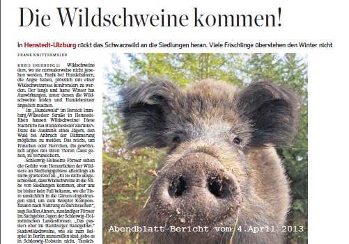 Wildschweine auf dem Rhen – und der Wolf hat sich offenbar in Ulzburg umgesehen!