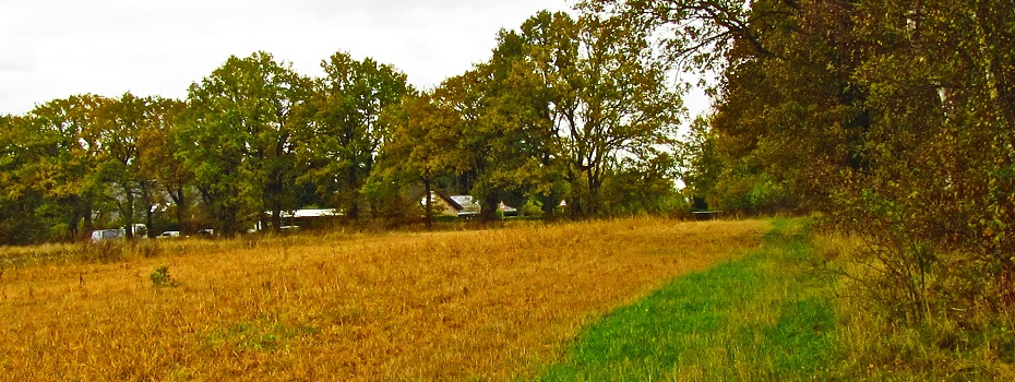 „Umgang mit dem Jakobs-Kreuzkraut“  Meiden – Dulden – Bekämpfen